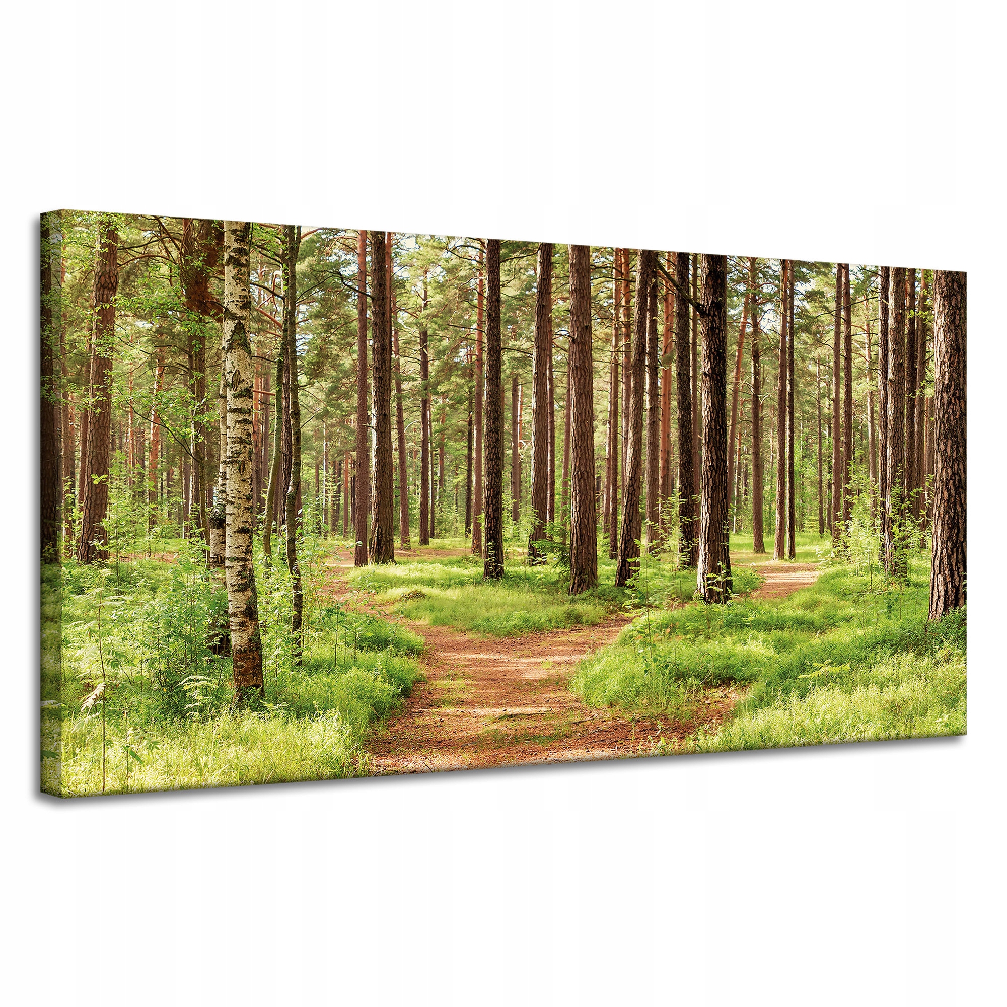 Obraz na plátně Stezka v lese Stromy Příroda 120x60 cm