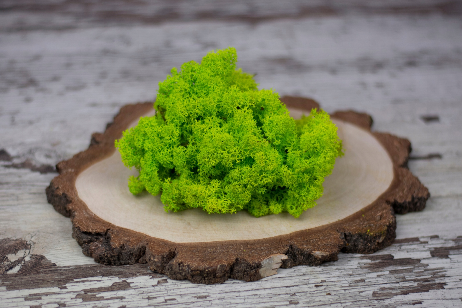 Mech Chrobotek Reniferowy Jasnozielony 500g Rodzaj mech chrobotek