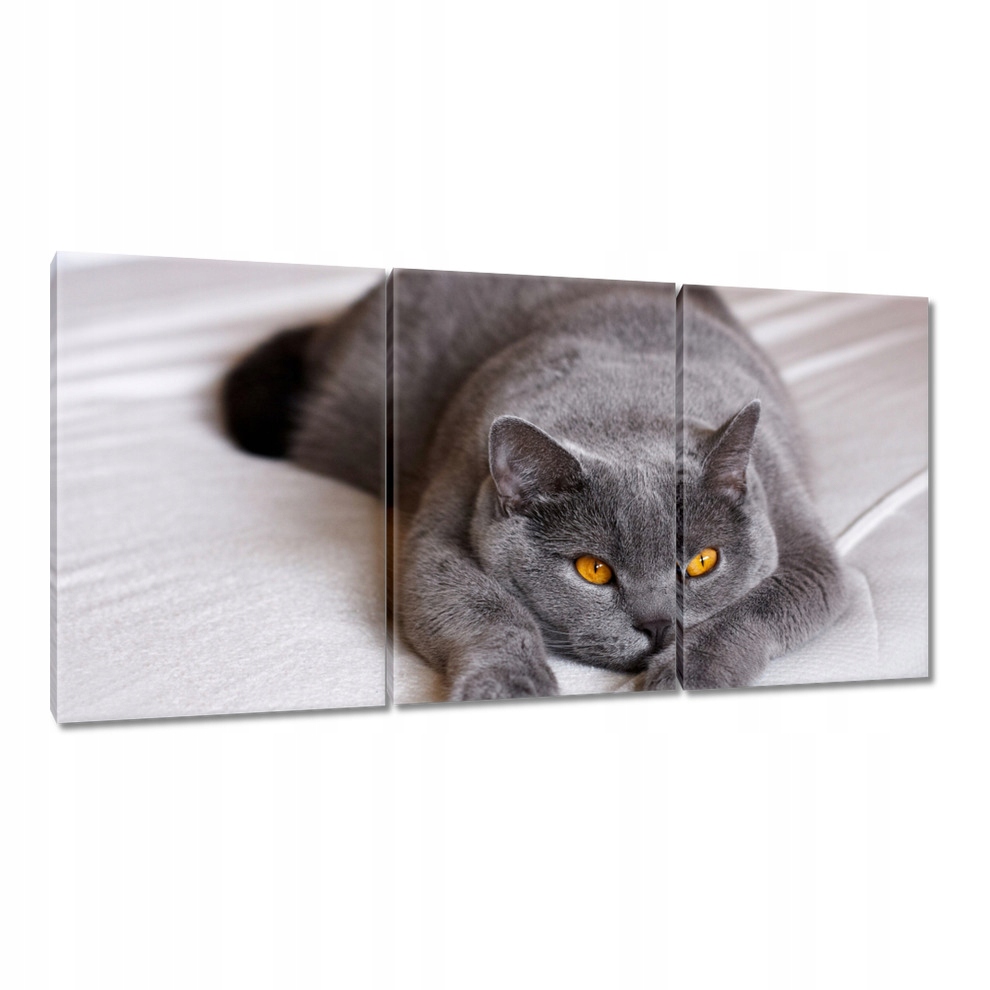 

Obrazy 120x60 Kot Kotek Koty Kicia