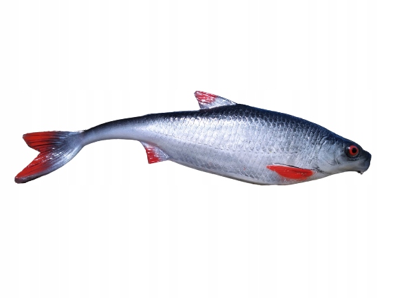 

Sewro Custom Płoć 19,5cm naturalny ogon