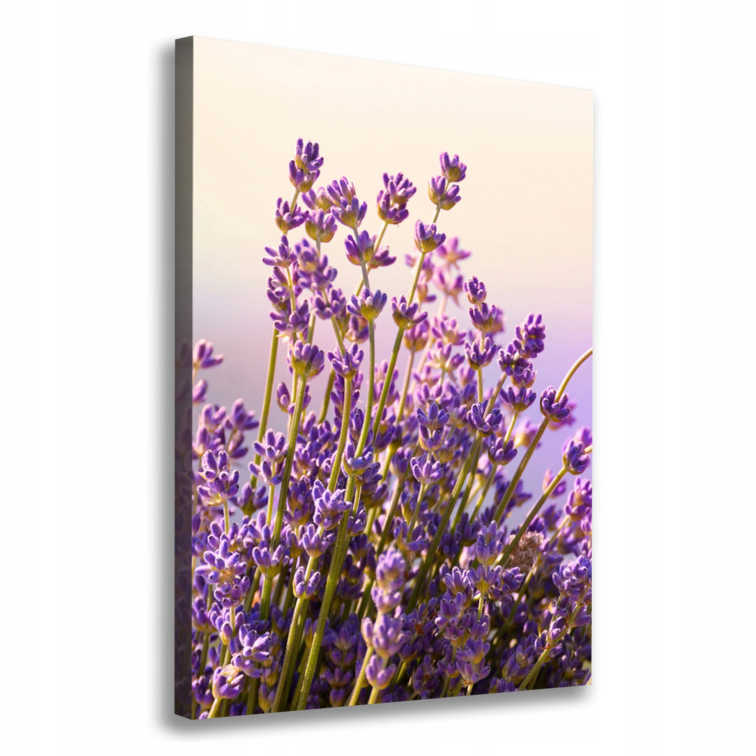 

Nowoczesny obraz canvas na ramie Lawenda 70x100 cm