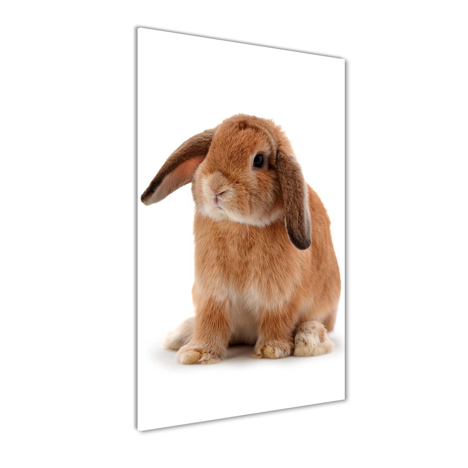 

Foto obraz szkło akrylowe na ścianę Królik 70x140