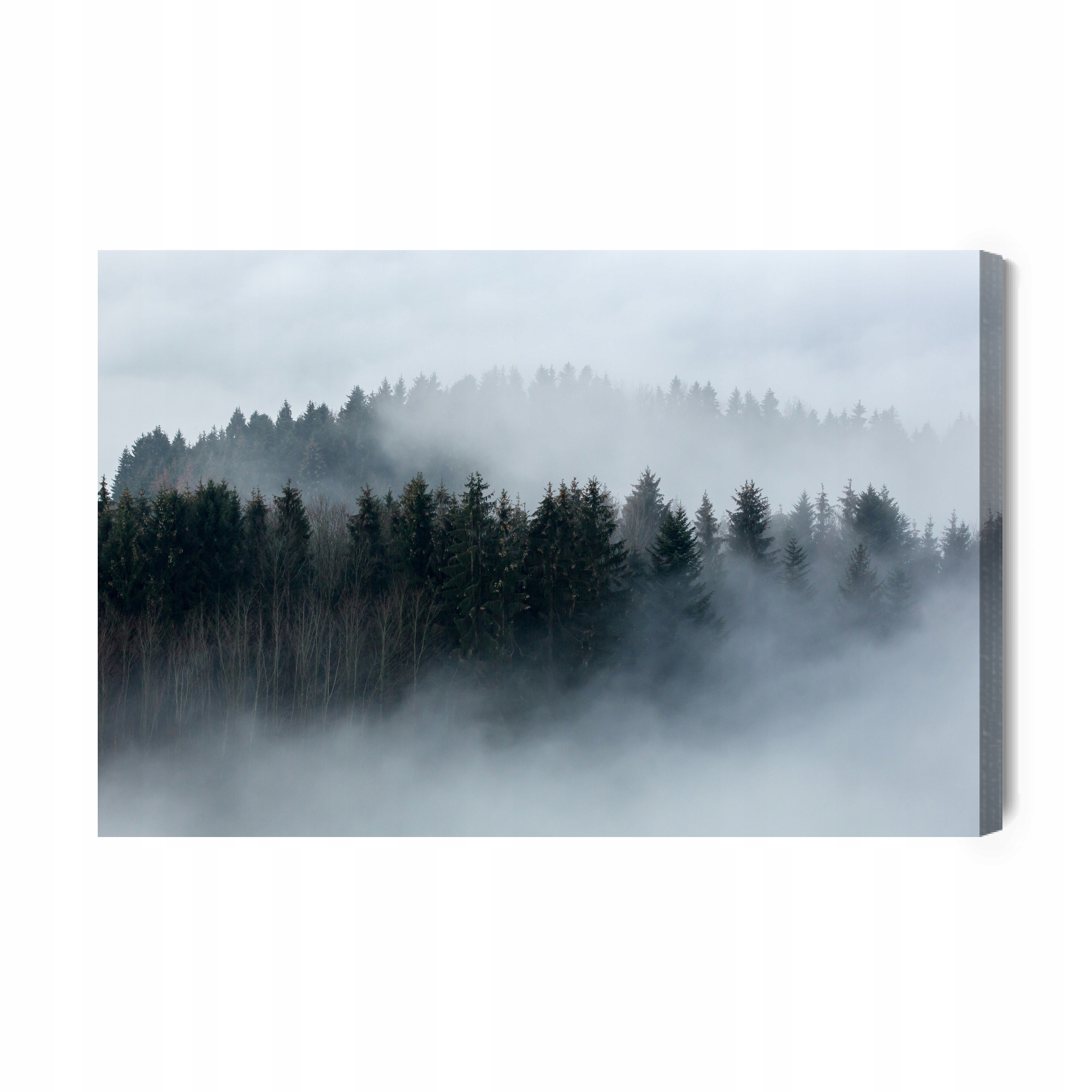 Obraz Na Plátně Stromy opředené mlhou Canvas 70x50