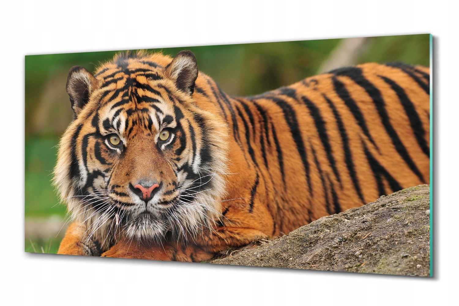 Sklený obraz na stenu Bengálsky tiger 100x50