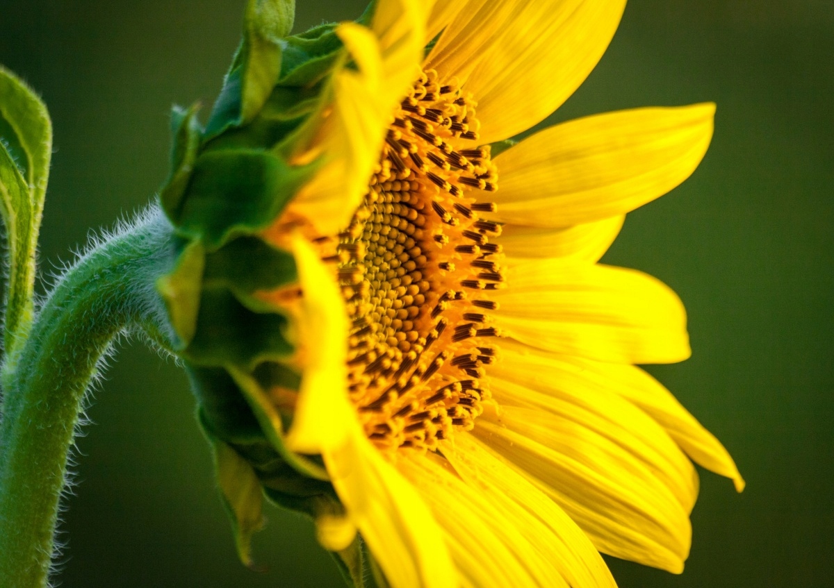 

Tapeta flizelinowa Słonecznik 312x219