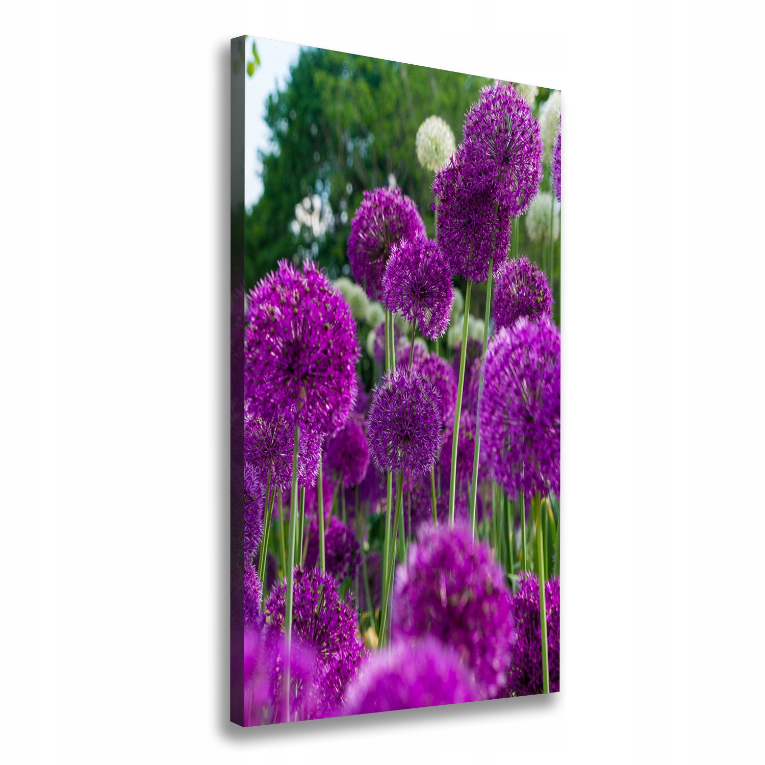 

Foto obraz na płótnie Kwiaty czosnku 60x120 cm