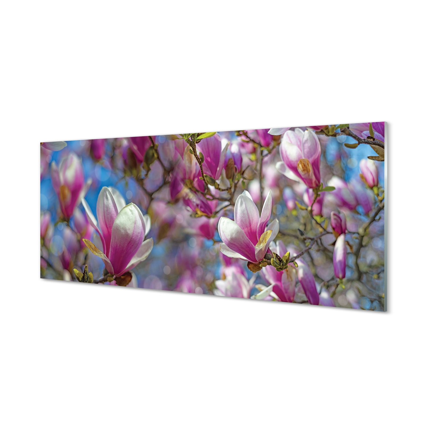 Panel szklany klej gratis Magnolia drzewa 125x50