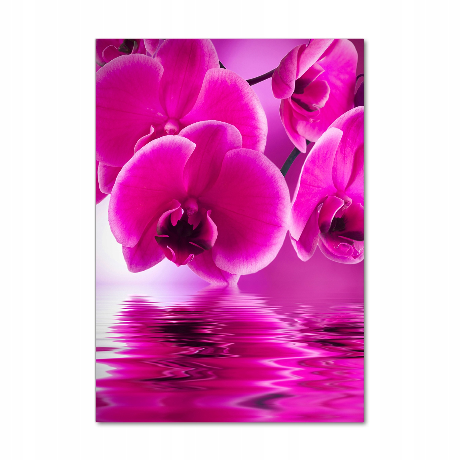 

Foto obraz szkło akrylowe Różowa orchidea 70x100cm