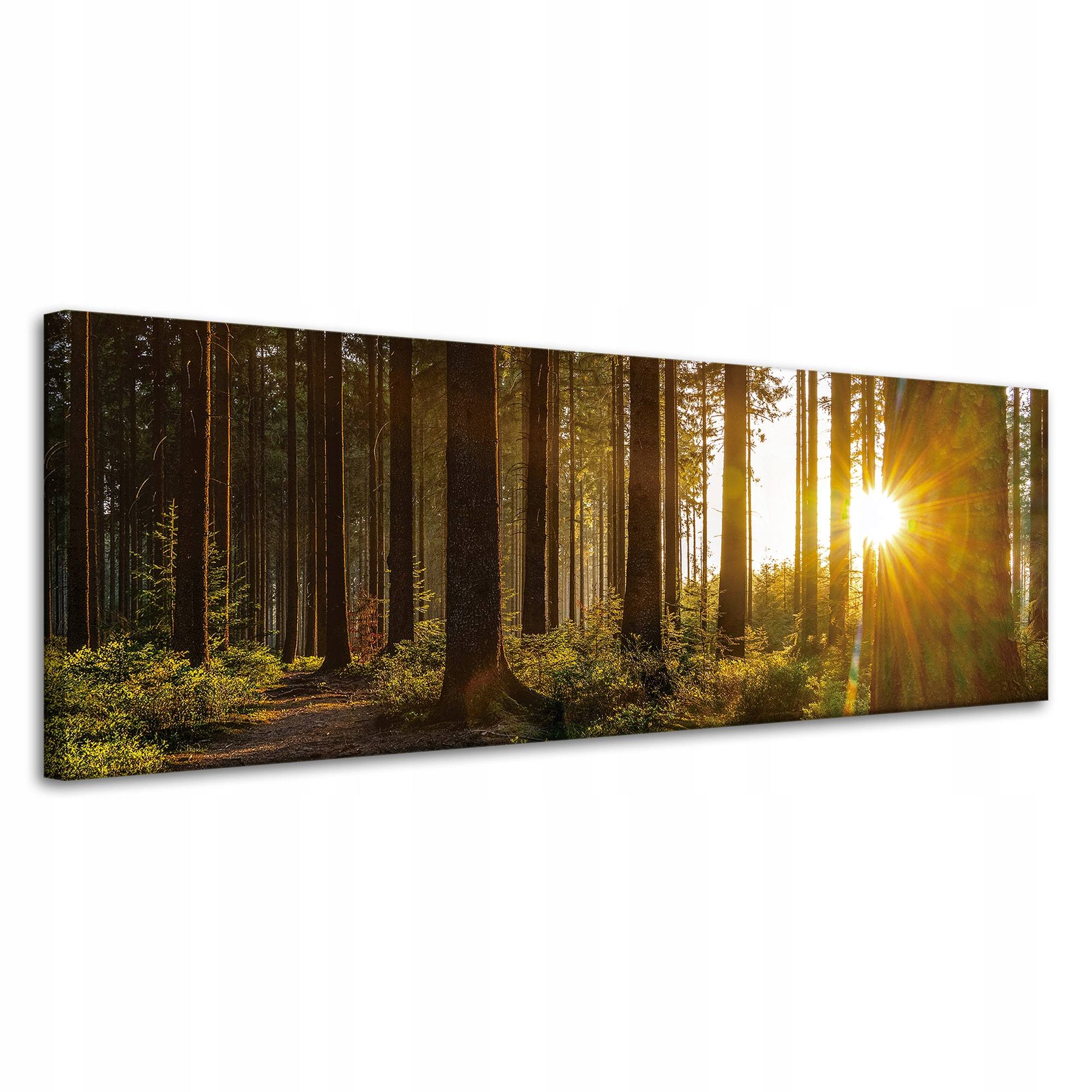 Obraz na plátně Západ slunce Les Stromy Příroda 120x40 cm