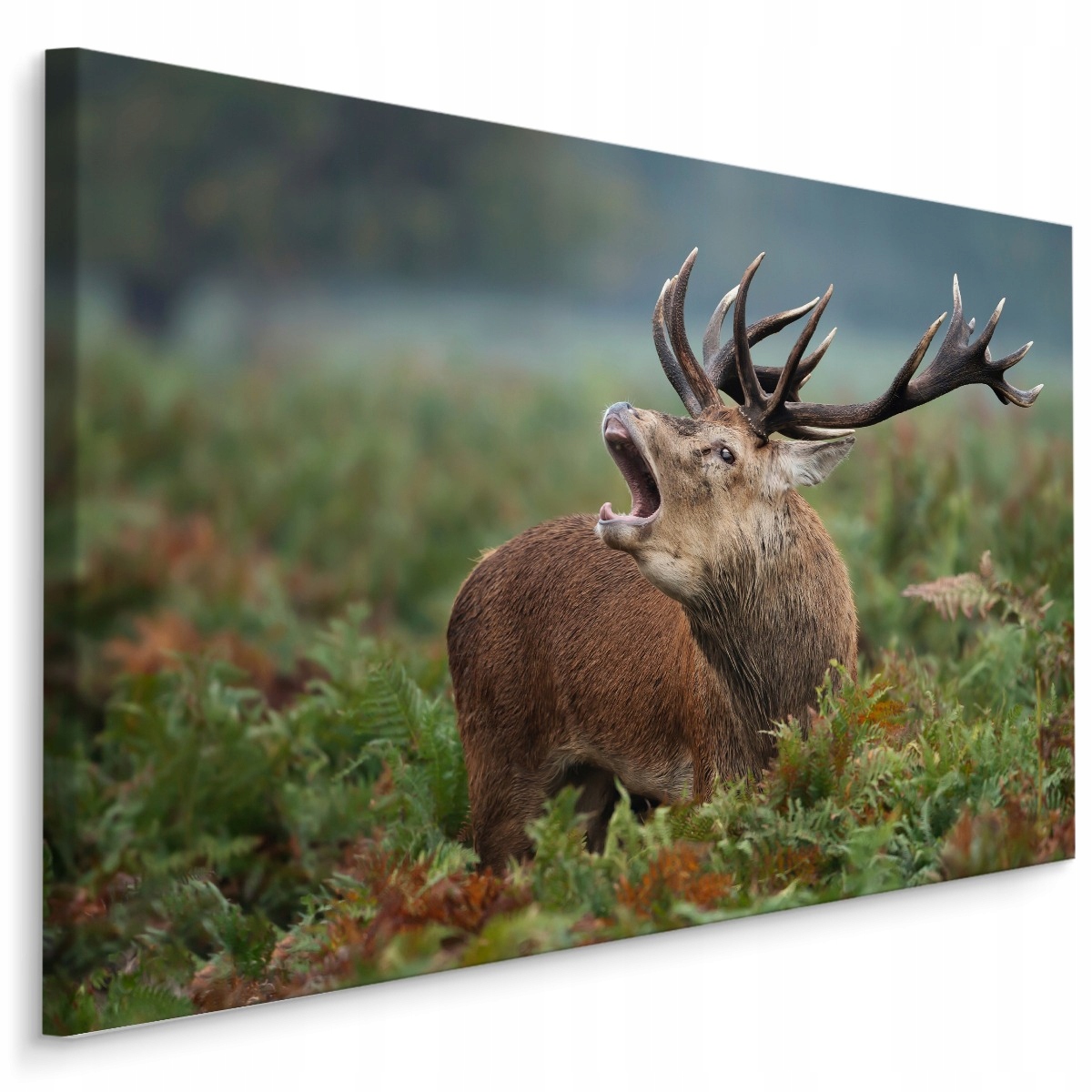 

Obraz do Salonu Jeleń na Rykowisku Natura 70x50