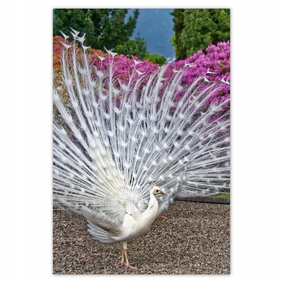 

Plakaty 40x60 Ptaki Ptaszki Ptactwo