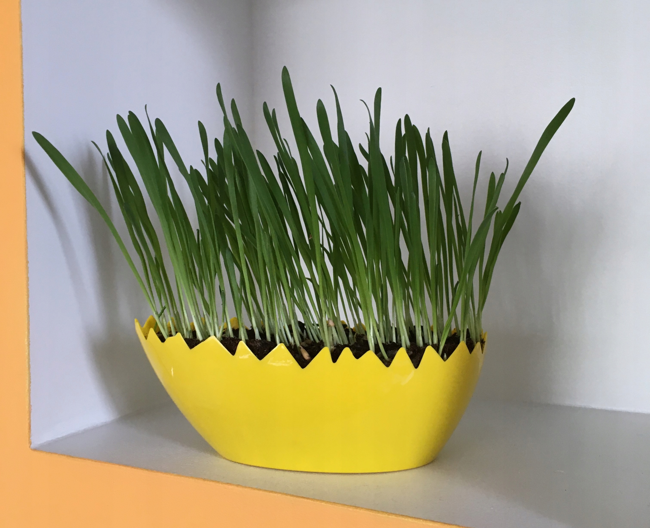 

Skorupka osłonka doniczka wielkanocna owalna żółta