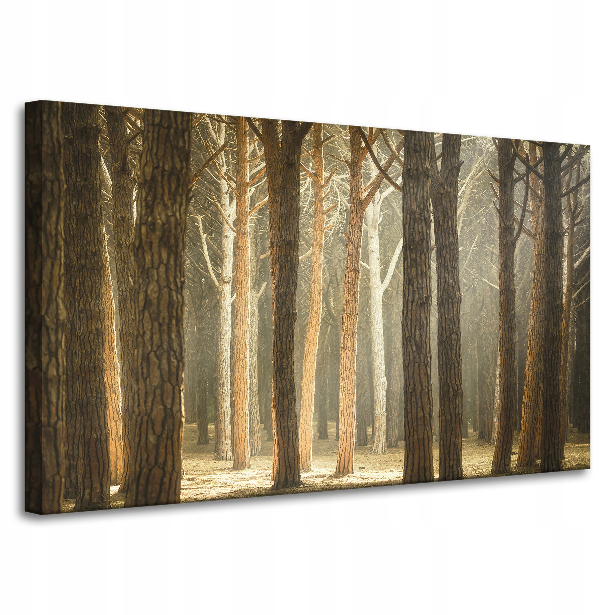 Obraz na plátně Stromy Světlo Příroda Les 100x60 cm Ideální jako dárek