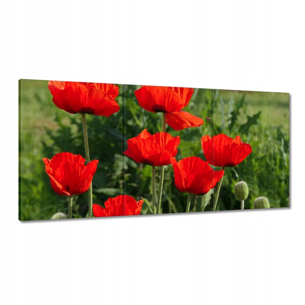 Obrazy 180x90 Mak Maky Kvety