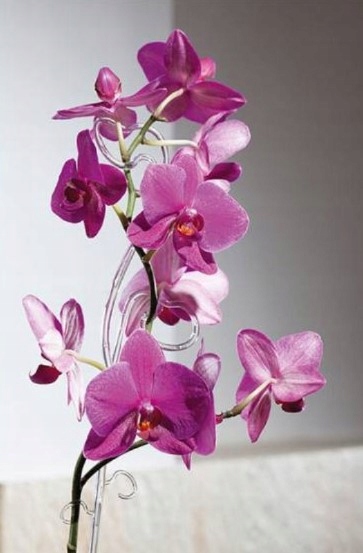 Plastikowa Podpórka do storczyka 39 PS bezbarwny Rodzaj tyczka