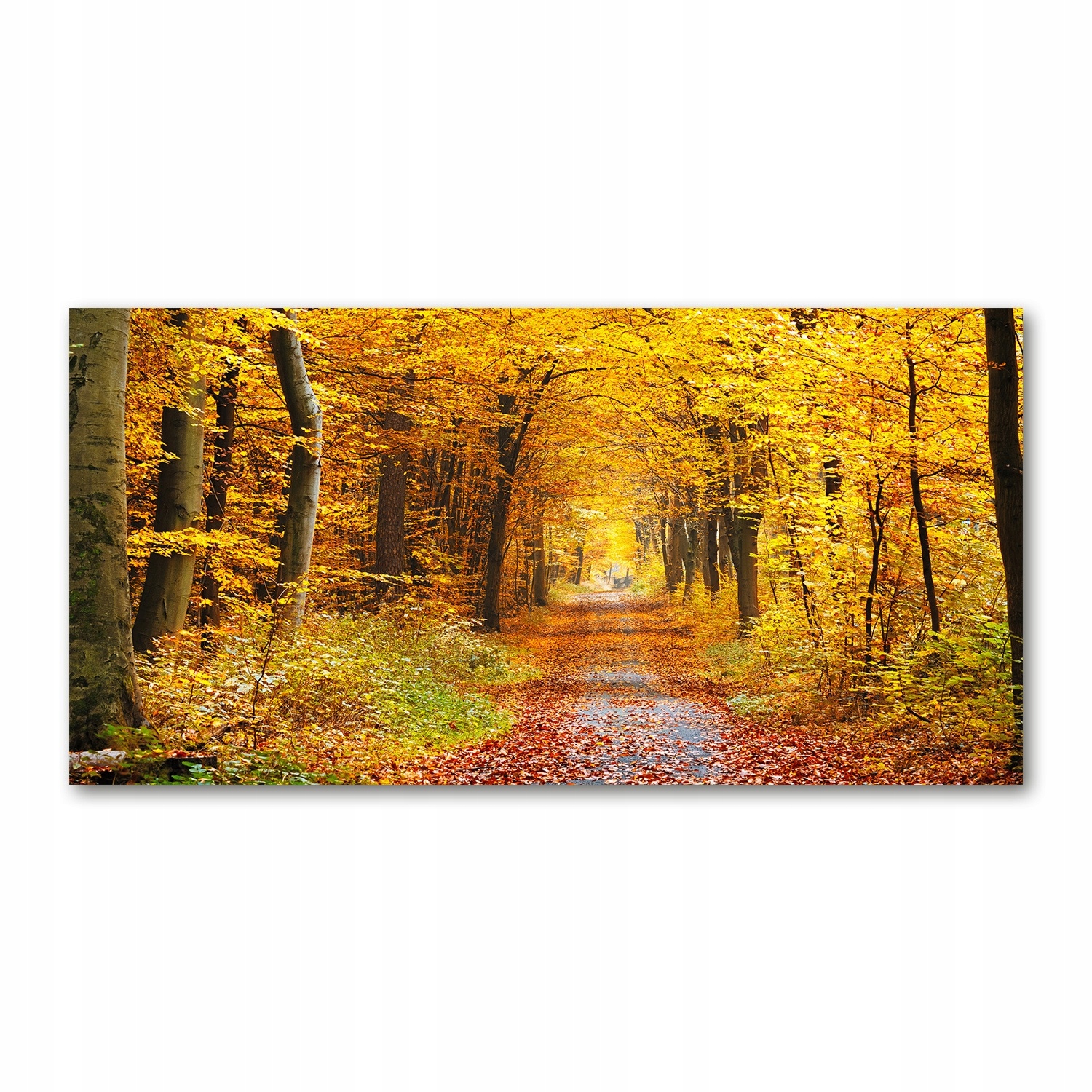 

Foto-obraz akrylowy Las jesienią zdjęcie 140x70 cm