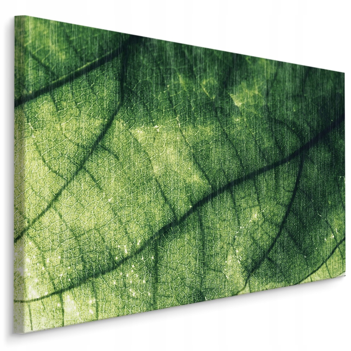 Obraz canvas abstrakce Zeleň list rostlina 120x80