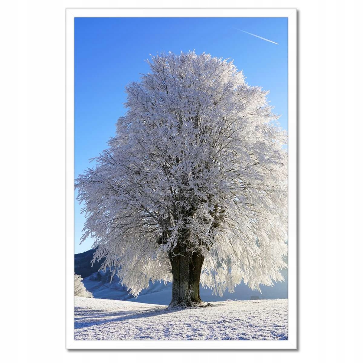 Plakáty v rámu 40x60 Zimní fotografie stromu