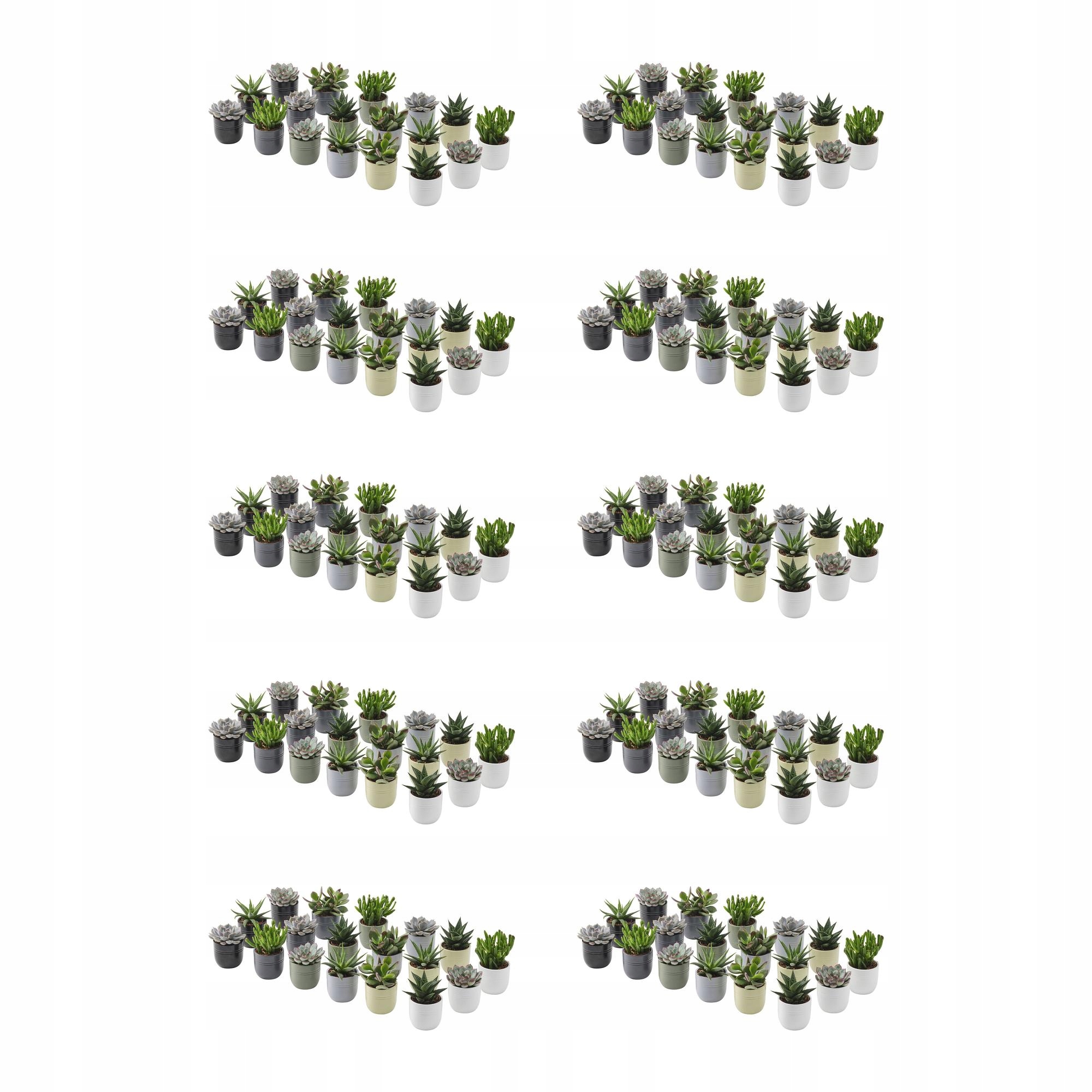 10 ks Succulent Rostlina s květináčem Sukulent různé barvy 6 cm