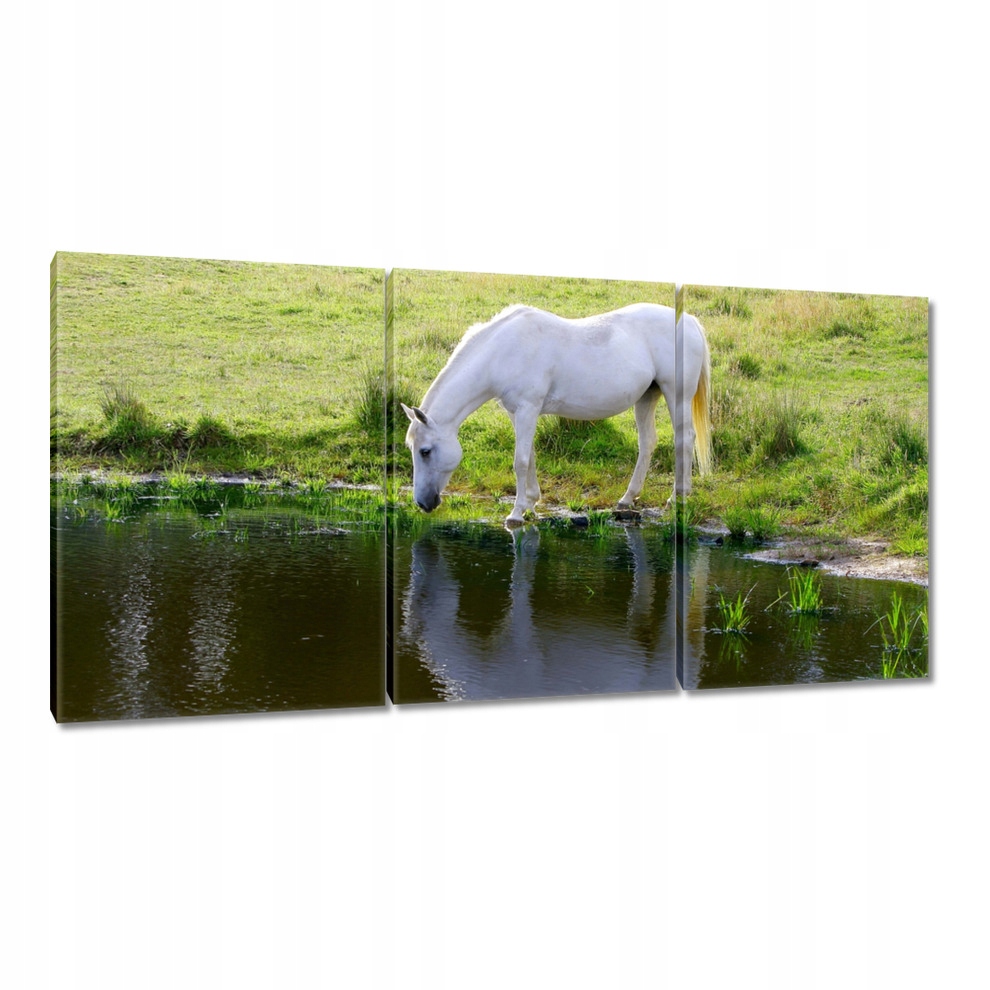 

Obrazy 120x60 Biały koń