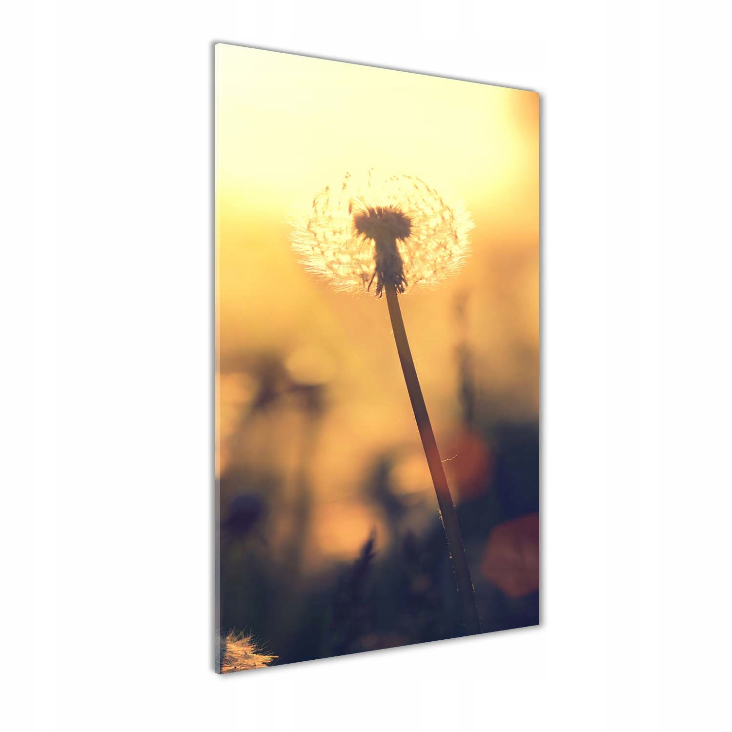 

Foto obraz szkło hartowane Dmuchawiec 50x100 cm