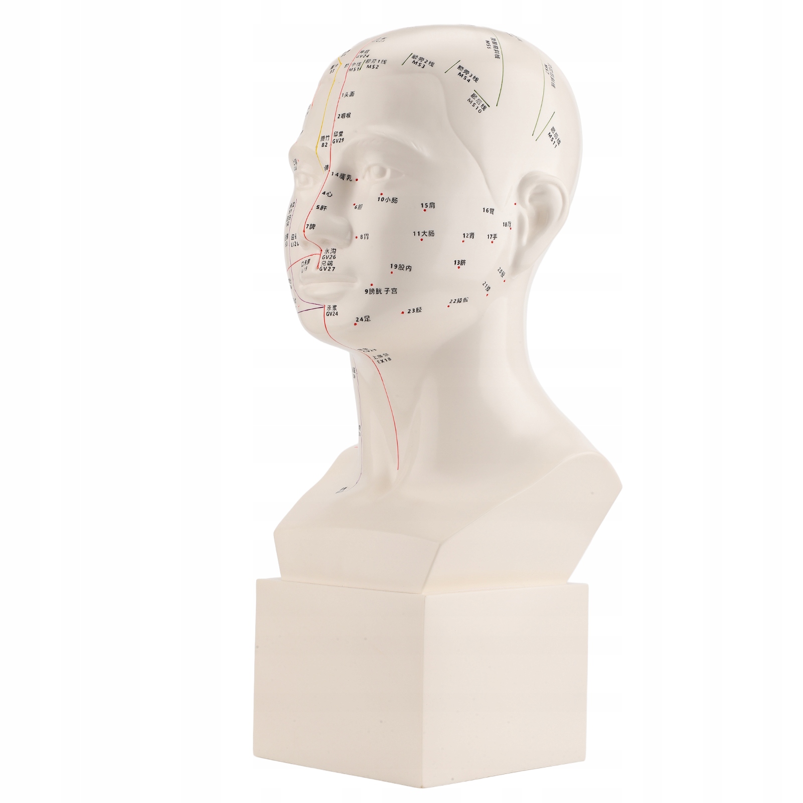 Model do akupunktury głowy Hd Standard Acupoint