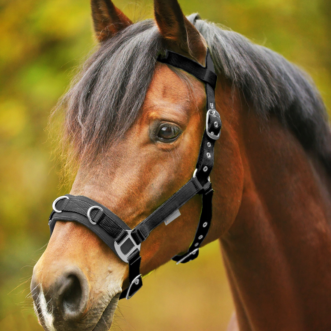 Kantar do lonżowania Waldhausen Economic czarny Cob