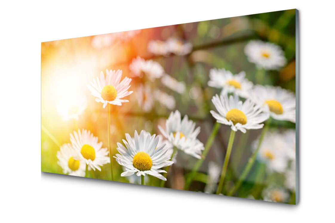 

Panel szklany Płytka Stokrotki Kwiaty 120x60