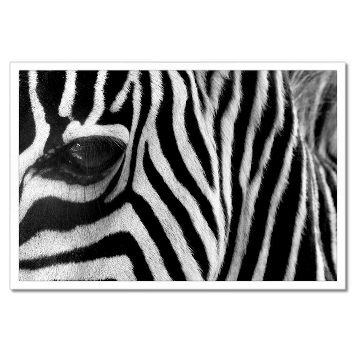 Plakáty v rámu 60x40 Černobílé pruhy Zebra