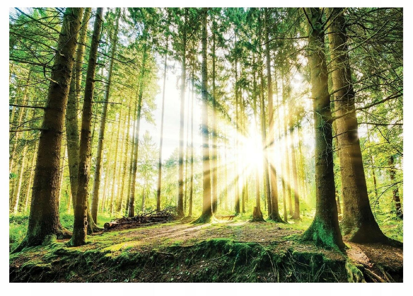 Fototapeta Les Stromy Slnko Príroda Obývacia izba 312x219