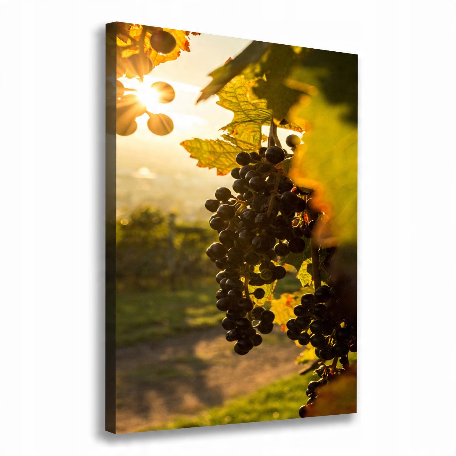 

Nowoczesny obraz canvas na ramie Winnica 70x100 cm