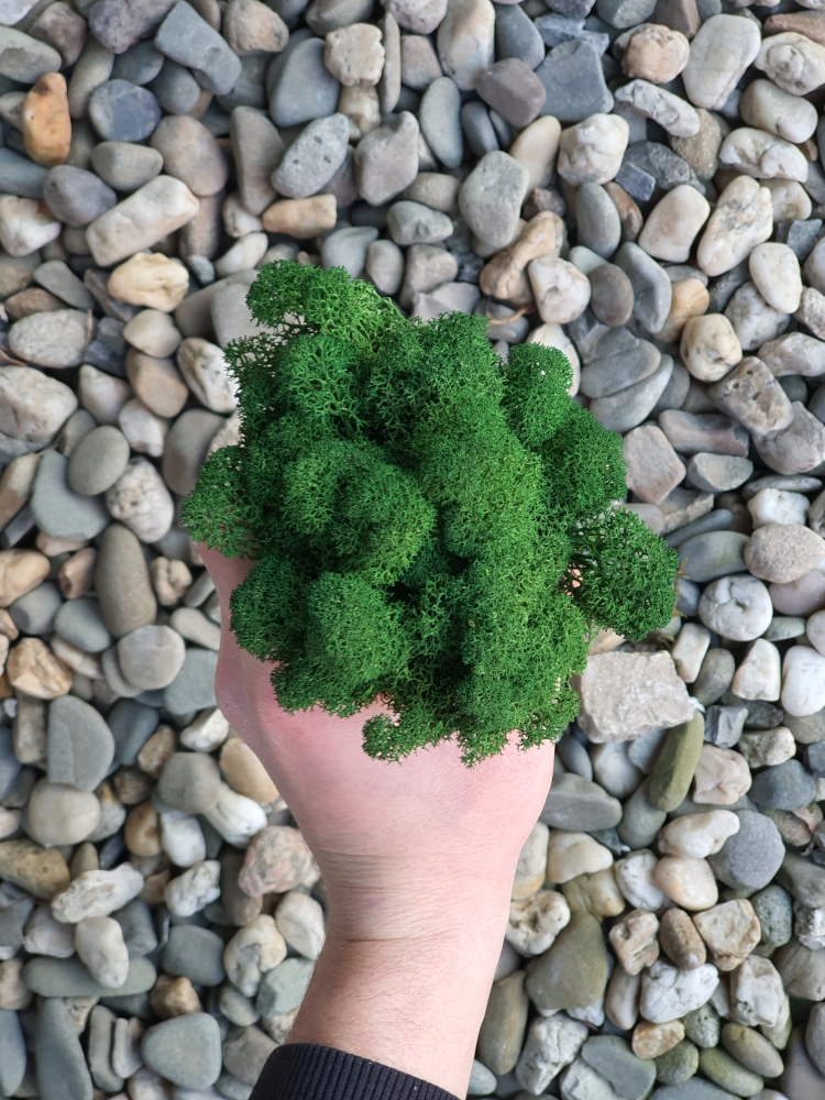 Mech Chrobotek PREMIUM Forest Green Karton 1kg Marka inna