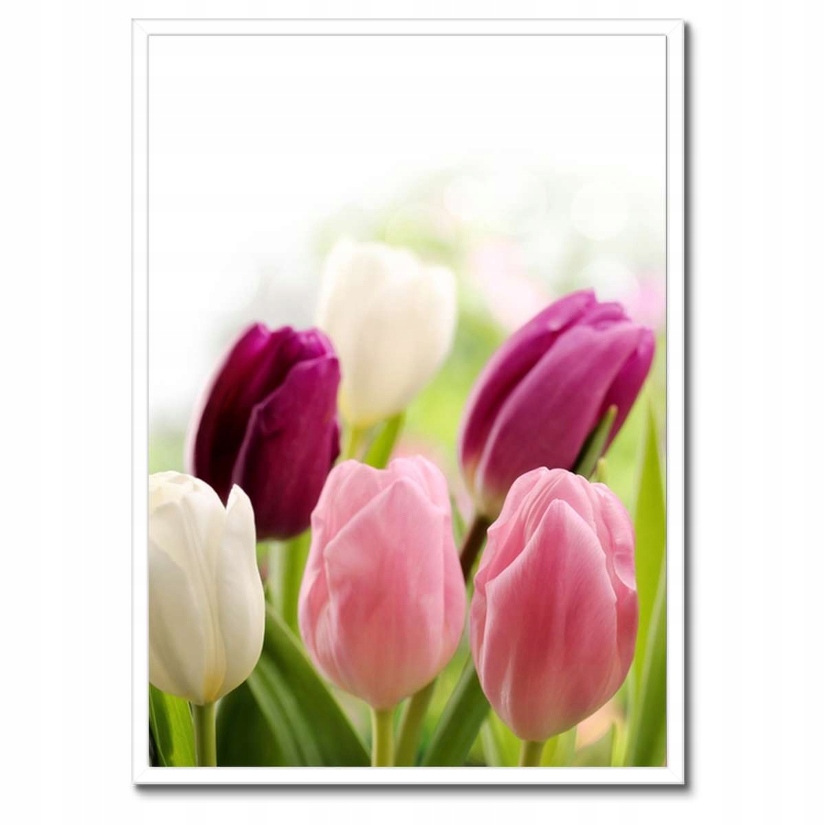 Plakáty v rámu 50x70 Krásné tulipány