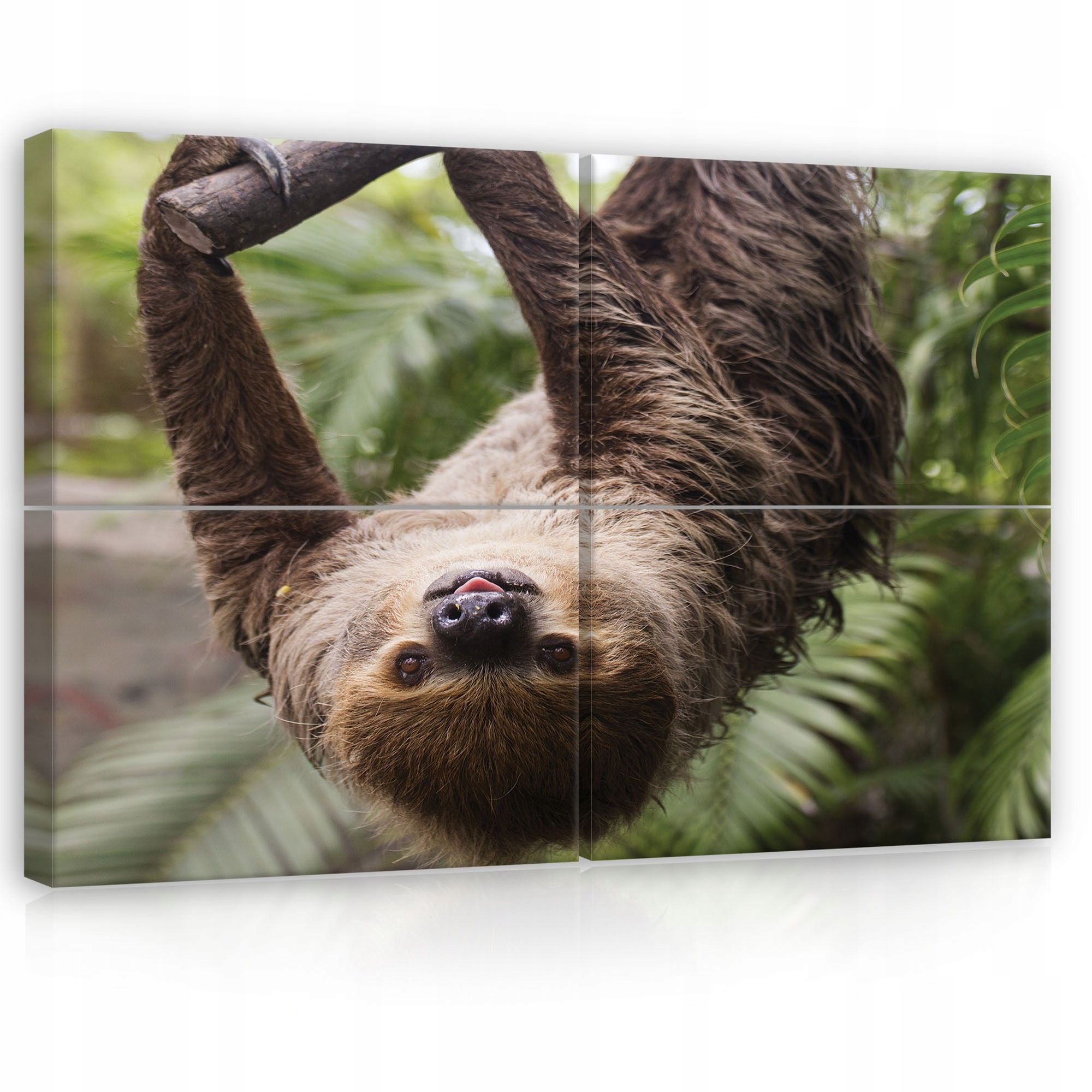 Obraz 120x80 Lenovec príroda trópy pokoj sladký smiešny divoký