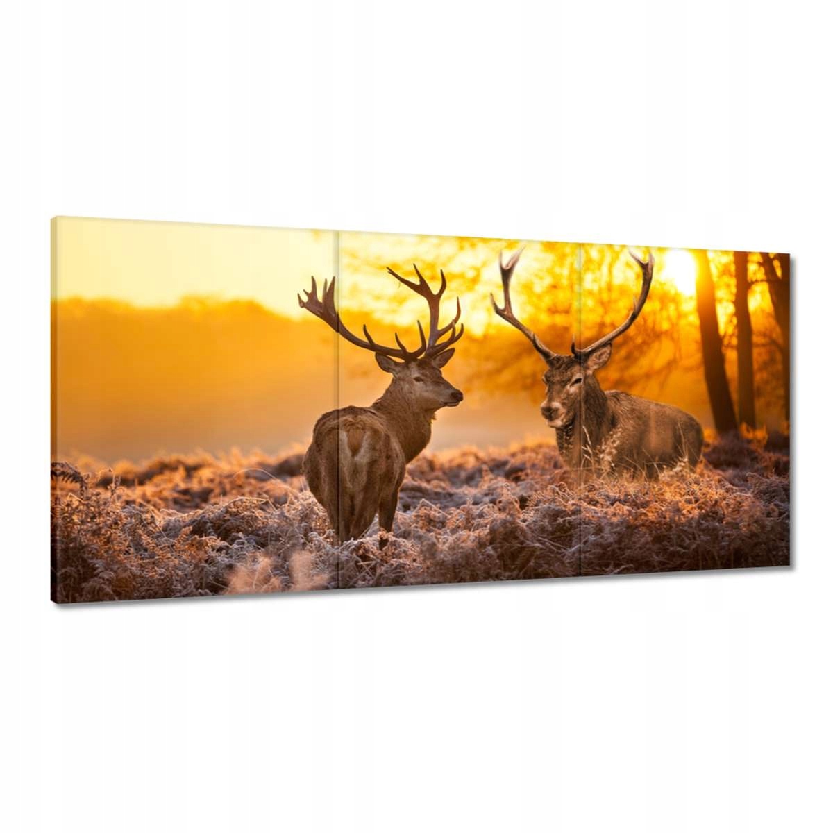 Obrazy 180x90 Jelenie ráno