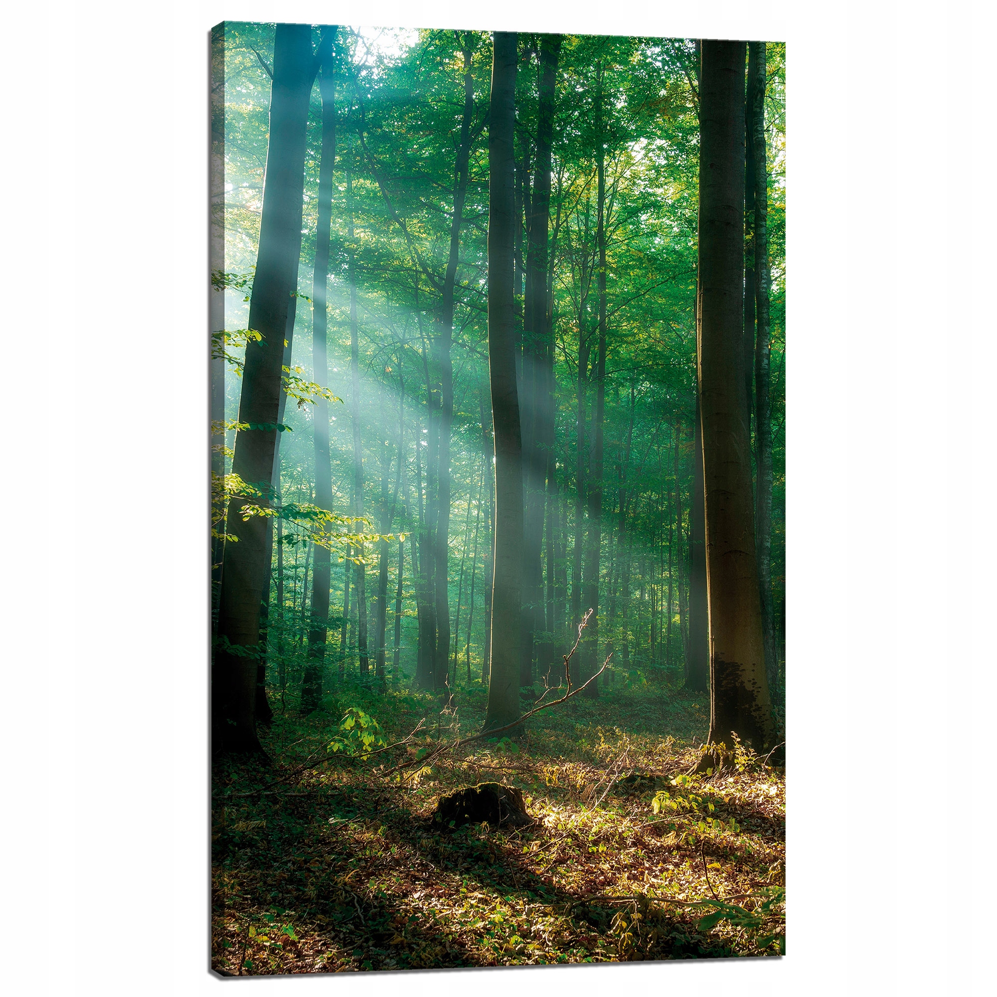 Obraz na plátně Les Stromy Sluneční paprsky 60x100 cm