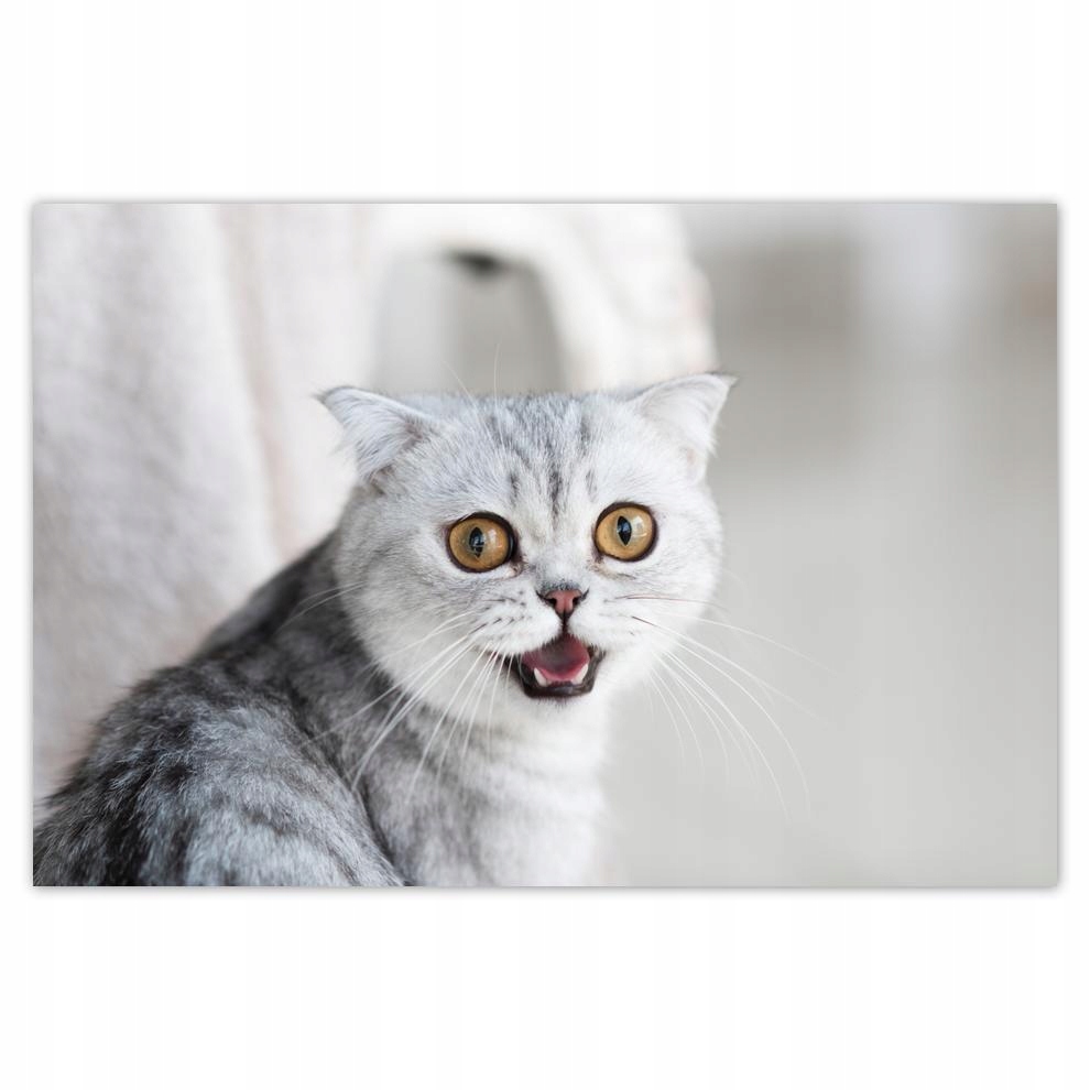 

Plakaty 60x40 Kot Kotek Koty Kicia