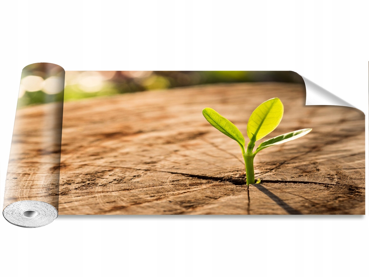 

Tapeta Samoprzylepna Pęd Zielony 250x104