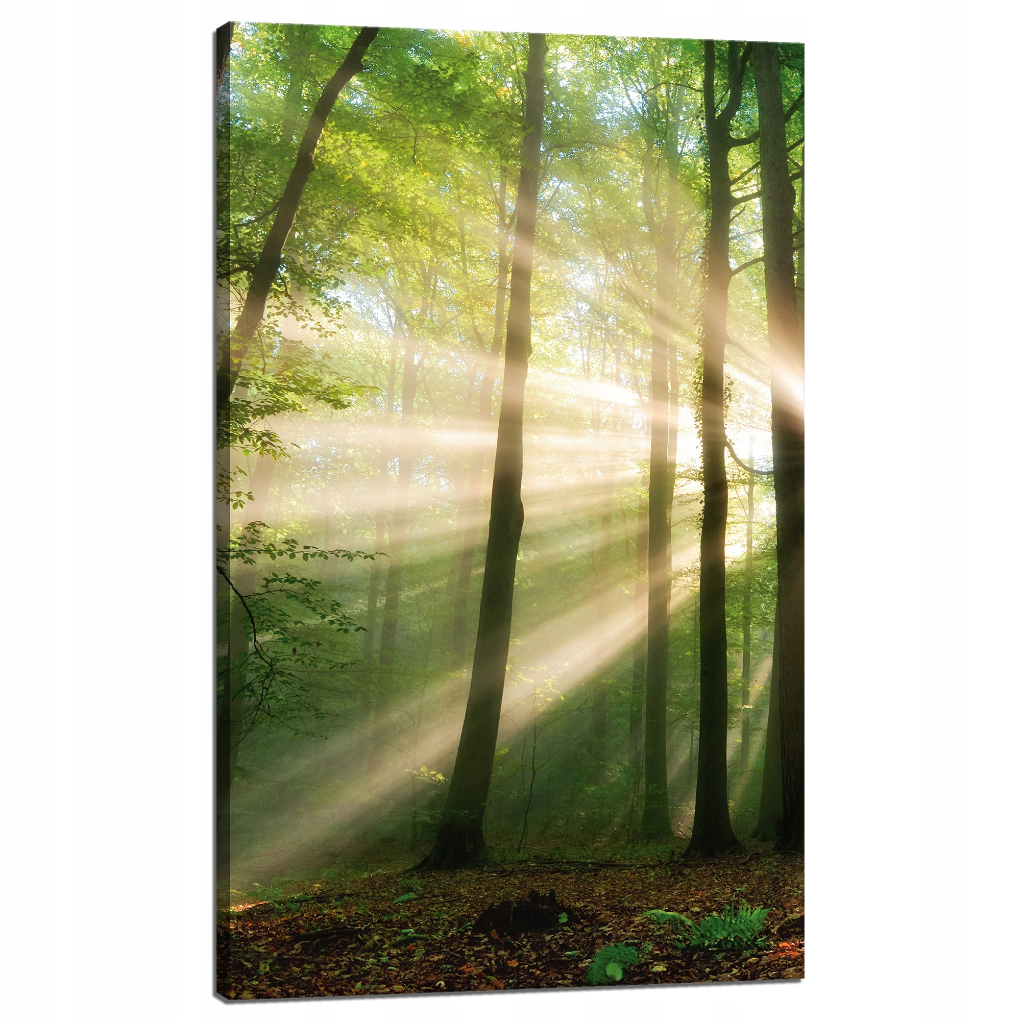 Obraz na plátně Slunce v lese Stromy Příroda 60x100 cm