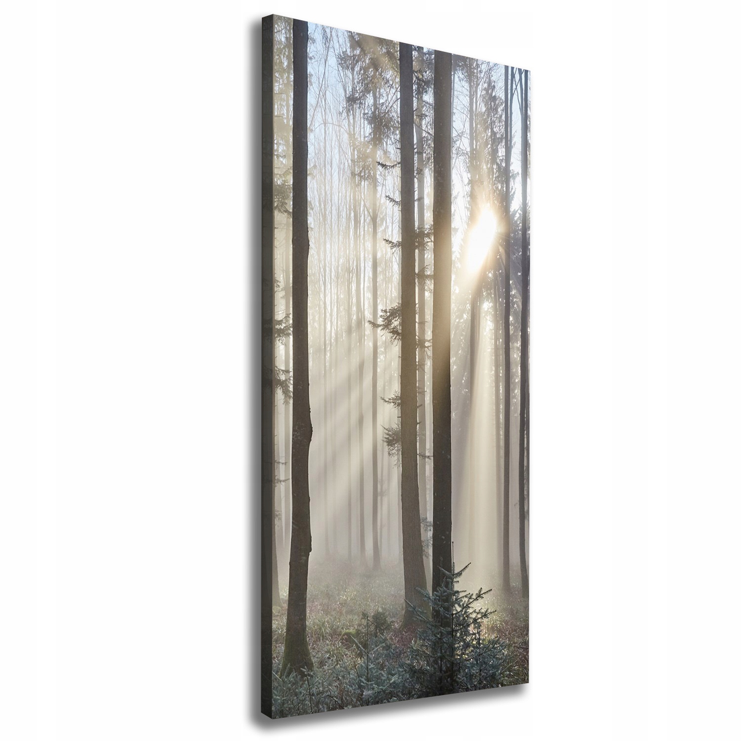 

Foto obraz canvas do salonu Mgła w lesie 50x125