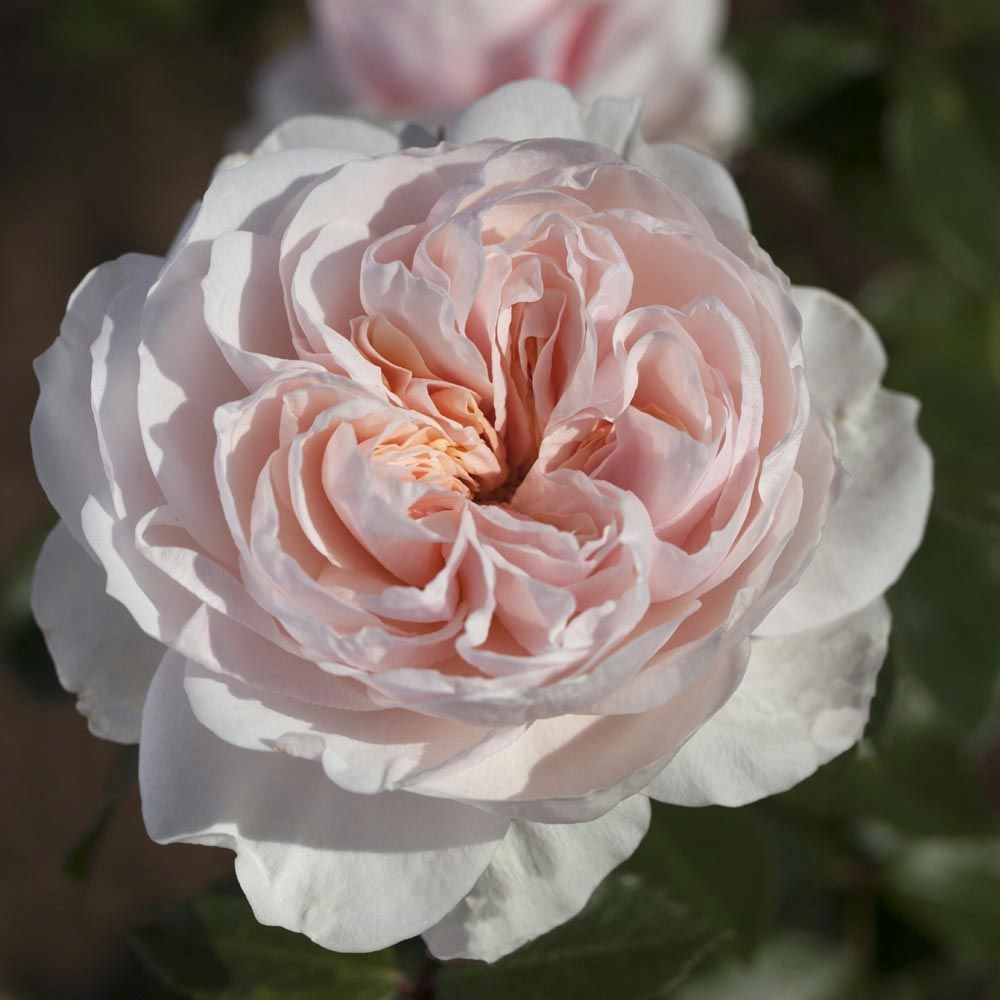 Róża pnąca SABRINA - doniczka 2 l.