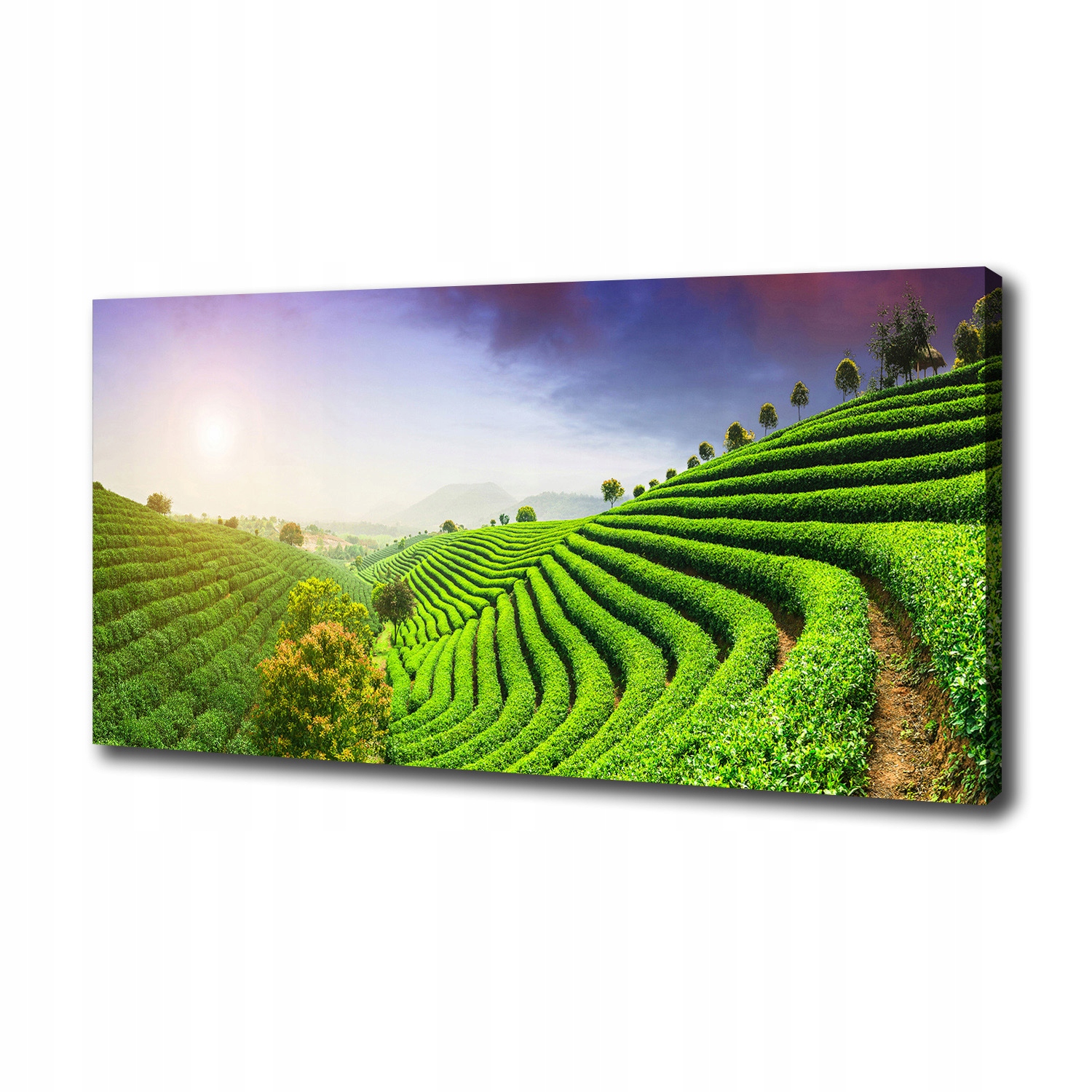 Foto obraz na plátně Čajová plantáž 125x50 cm