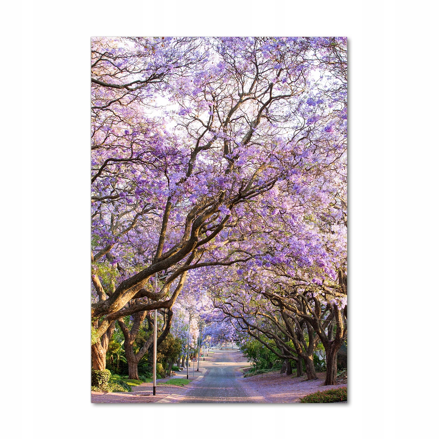

Foto obraz na szkle Ścieżka jakaranda 70x100 cm