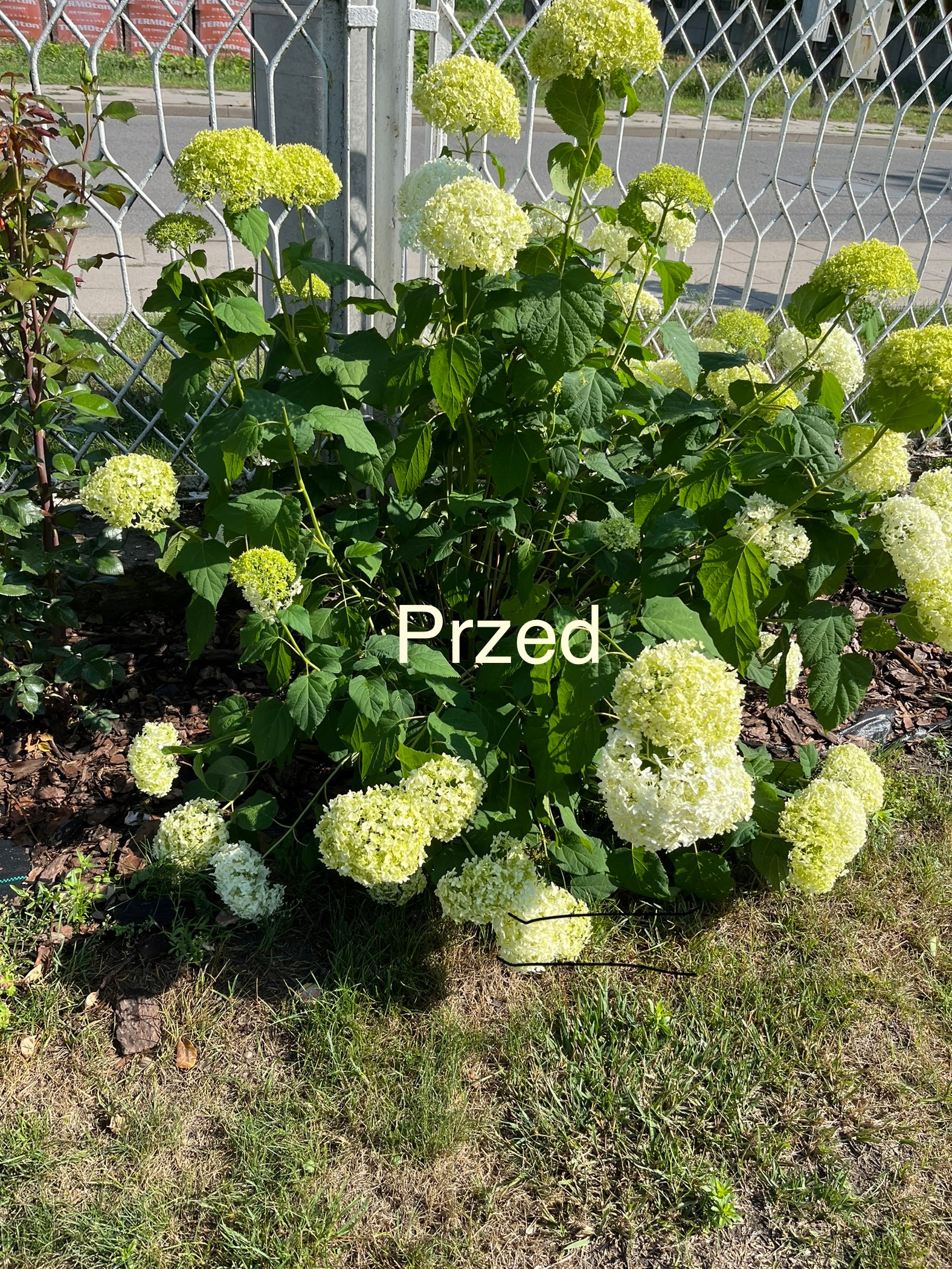 PODPORA DO ROŚLIN ŁUK 135 cm hortensja 2 SZTUKI Producent BIG