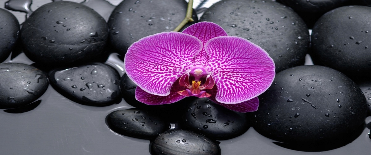 

Tapeta flizelinowa Orchidea Kamienie - 250x104