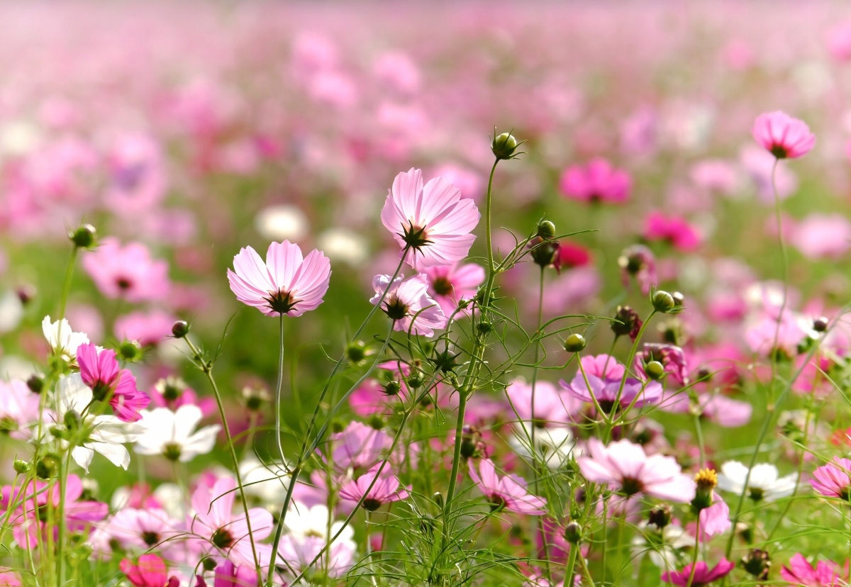 

Fototapeta Flizelinowa Kwiaty kosmos 152x104