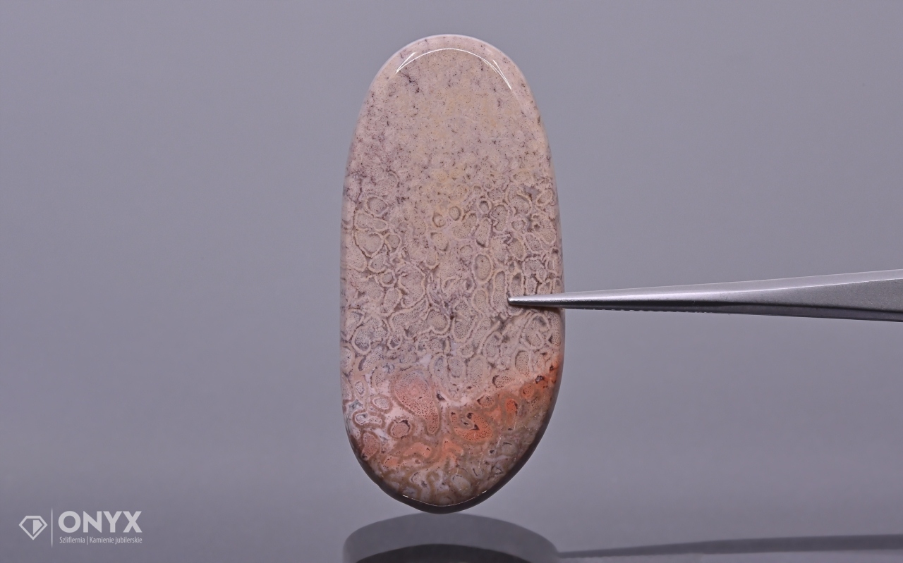 Zkamenělá dlaň konvexní nepravidelná dlažba 43x20,5 mm