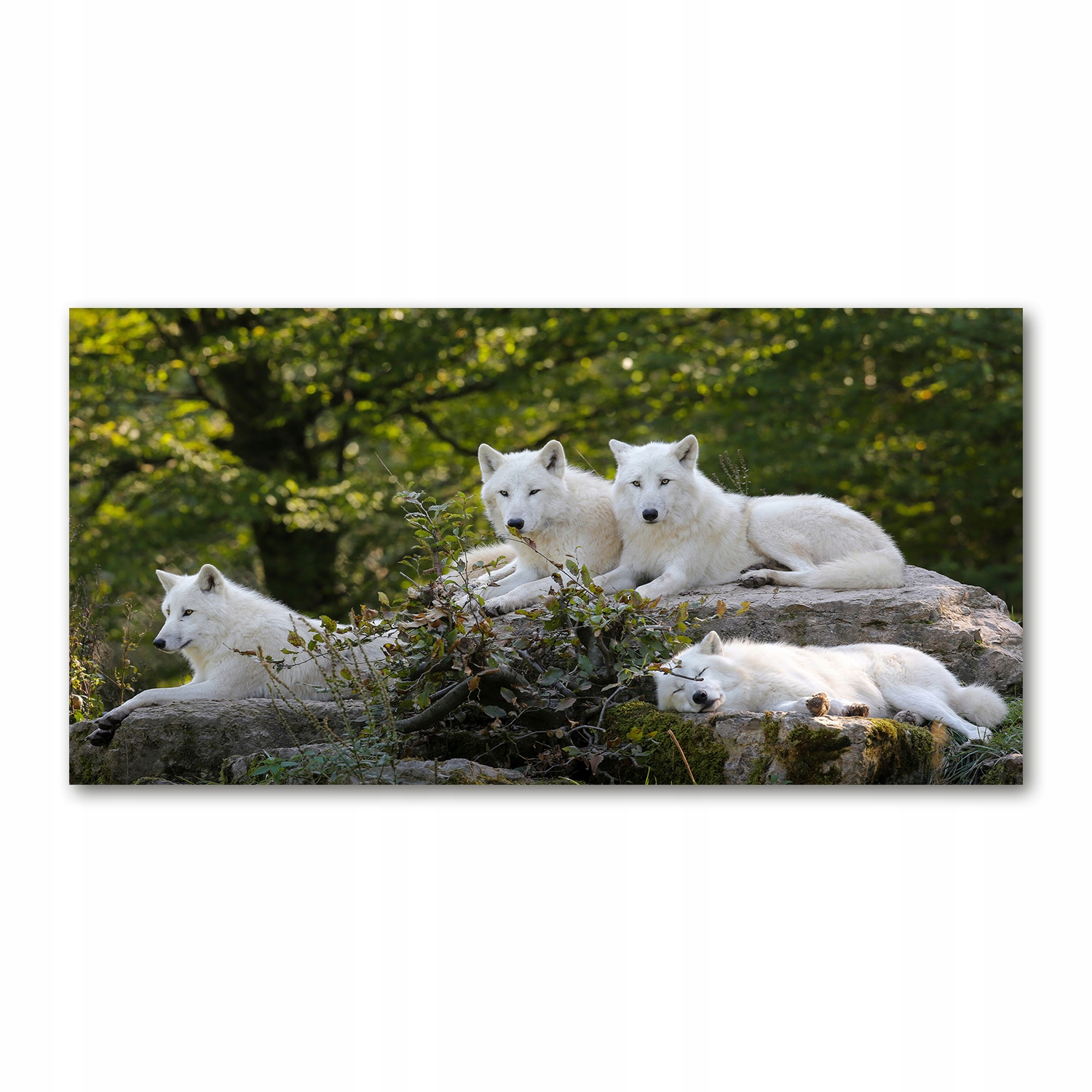 

Foto-obraz szklany Białe wilki skała 140x70