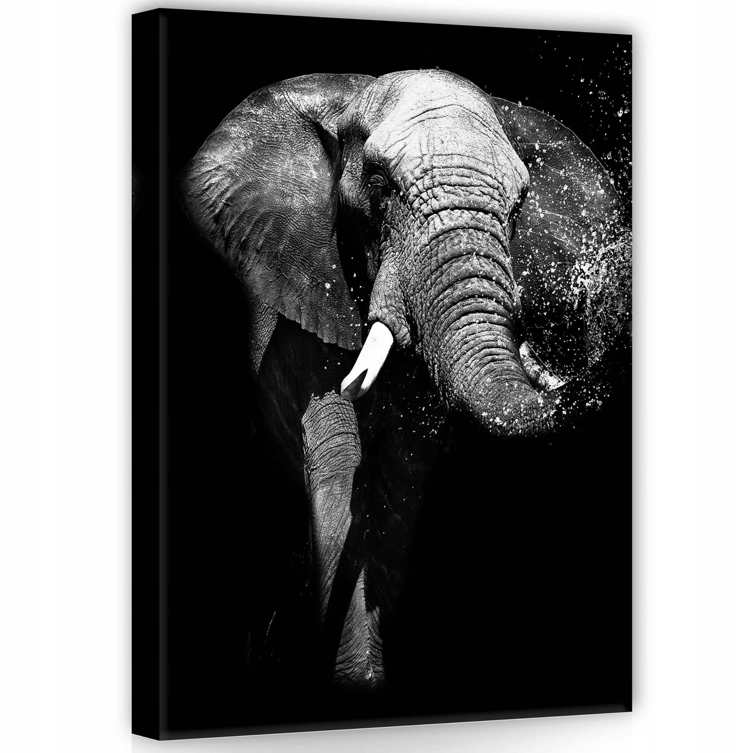 Obraz 50x70 Slon africký voda monochrom černobílá divoká příroda