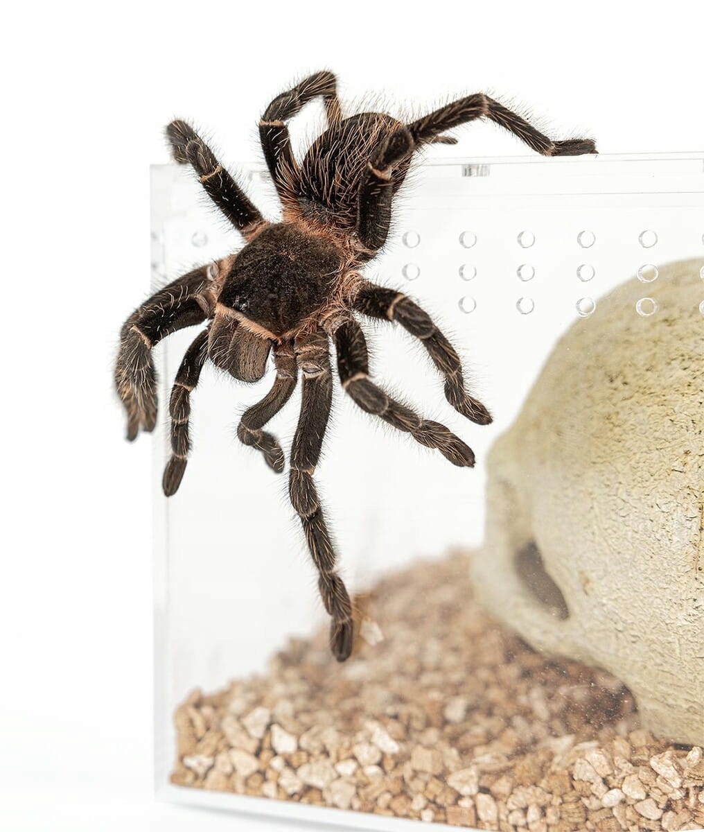 Happet Terrarium Akrylowe 20x15x15cm